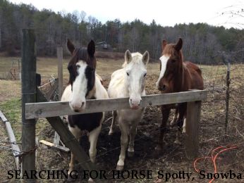 SEARCHING FOR HORSE Spotty, Snowball and Rusty++  Near Mineral Bluff, GA, 30559